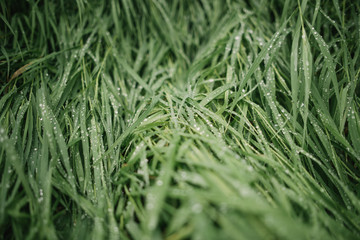 pure emerald grass with dew