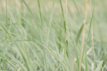 Naklejka premium emerald grass with dew