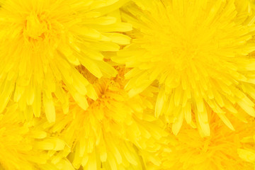 Yellow dandelions floral background. Close-up.