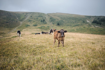 A herd of cows grazing in the mountains of Montenegro a brown cow looks into the camera