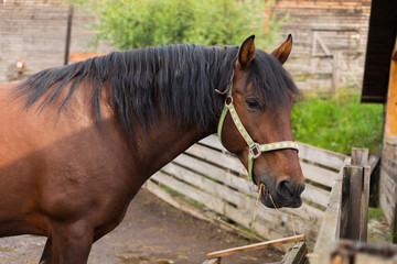 Obraz premium Brown horse portrait