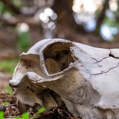 Square Close up of white skull and teeth of a dead animal lying on the forest floor