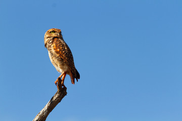 Burrowing owl (Athene cunicularia) on a branch