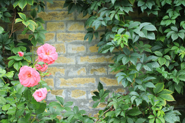 Background. Yellow brick wall with climbing plants