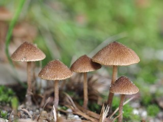 コブアセタケの群生