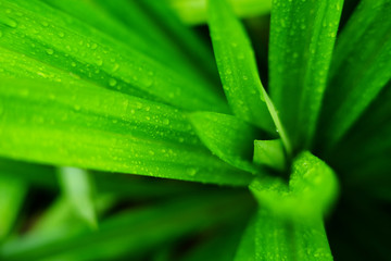 fresh green pandan leaf with water drop