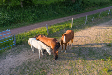 Pferde auf einer Koppel im Taunus