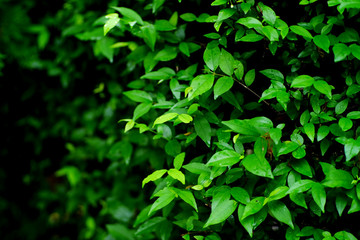 Fototapeta na wymiar green leaf of bush in garden