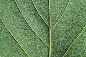 green leaf texture
