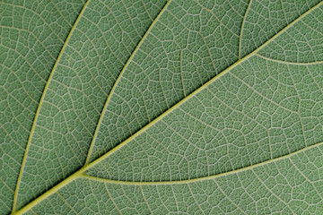 texture of green leaf