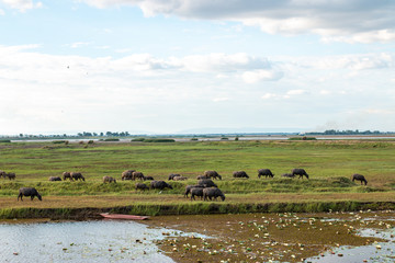 Fototapeta na wymiar Many buffalo are eating grass in wetlands.