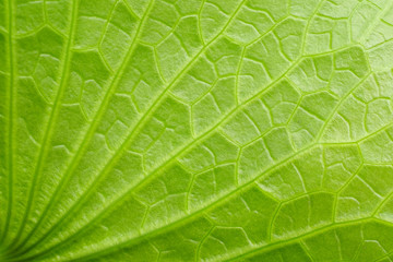 green lotus leaf texture