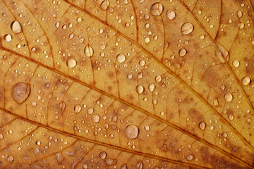 Fototapeta premium water drop on brown leaf texture