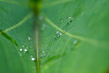 water drop on green leaf closeup