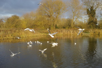 Alongside the River Avon Warwick Warwickshire England UK