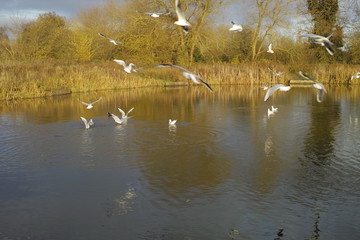 Alongside the River Avon Warwick Warwickshire England UK
