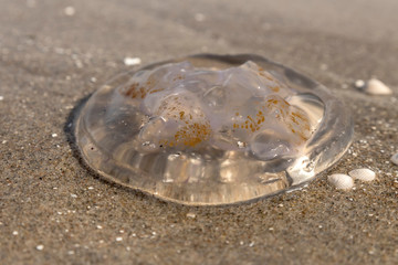 jellyfish is located on the German beach of the Baltic Sea with waves