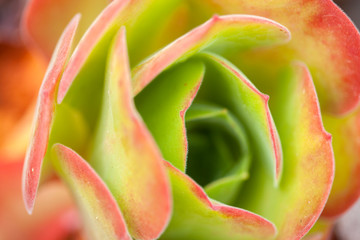 rosette of leaves of Aeonium canariense ssp virgineum
