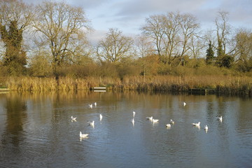 Alongside the River Avon Warwick Warwickshire England UK