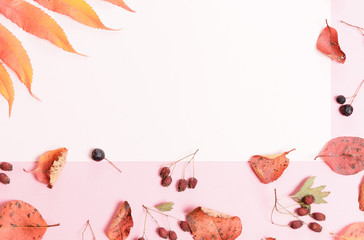 Autumn composition.Frame made of autumn dry multi-colored leaves and berries of chokeberry on white background.