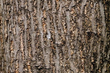 bark of tree texture
