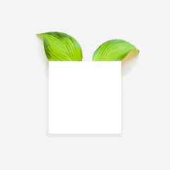 A white square blank sheet with a soft shadow and two green leaves from under it, resembling the ears of a piglet's piglet or rabbit. Minimalist layout, gift search concept, floristics.