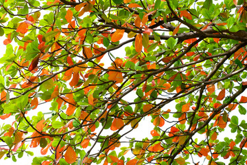 colorful leaf on branch of tree in the autumn season, Indian Almond(Terminalia catappa L.)