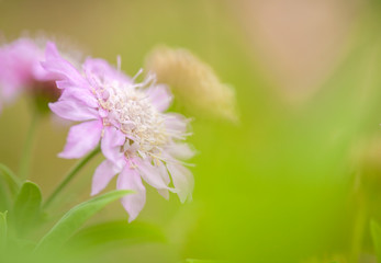 flowering Pterocephalus dumetorum