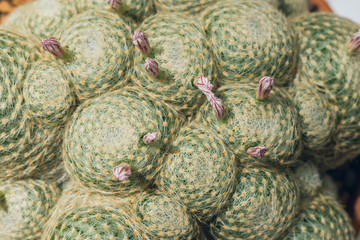 cactus flowers