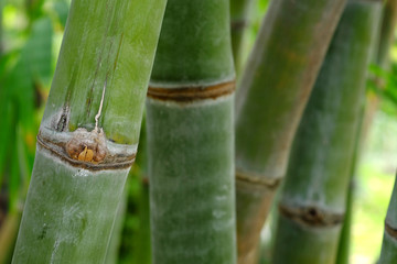 trunk of bamboo