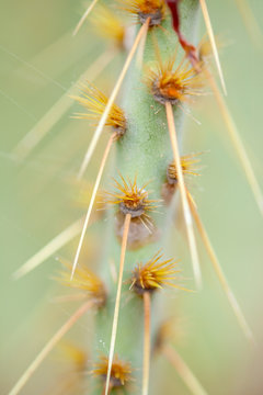 Opuntia linguiformis sharp spines