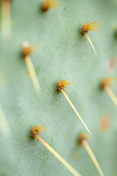 Opuntia linguiformis sharp spines