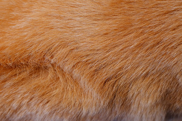 closeup dog fur texture