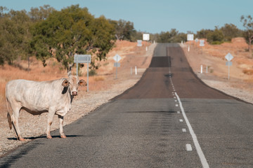 cow standing on side of road in Australia