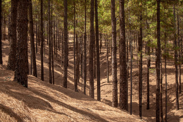 Fototapeta premium Gran Canaria, July