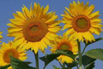 Flowering sunflower against a blue sky background. Closeup.