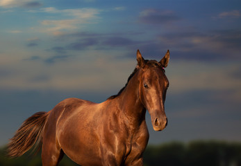 Fototapeta na wymiar Portrait of the horse