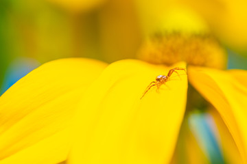 shining flower with  little spider
