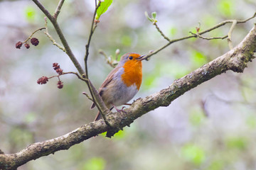 Robin