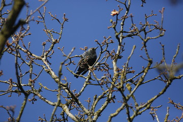 Starling