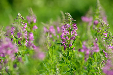 Pink flowers of fireweed (Epilobium or Chamerion angustifolium) in bloom. Flowering willow-herb or blooming sally.