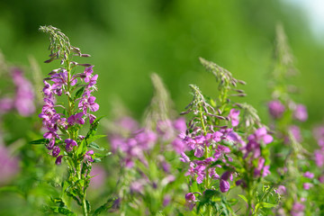 Pink flowers of fireweed (Epilobium or Chamerion angustifolium) in bloom. Flowering willow-herb or blooming sally.