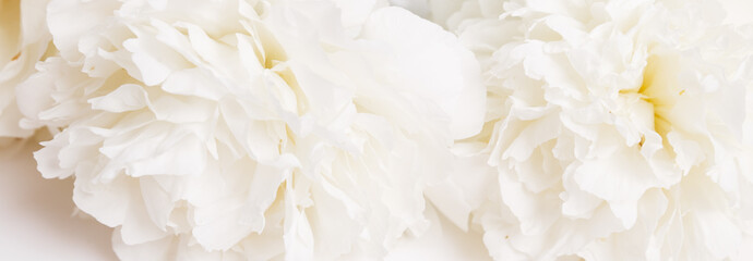 Romantic banner, delicate white peonies flowers close-up. Fragrant pink petals