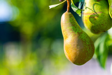 Focus on a pear on a pear tree