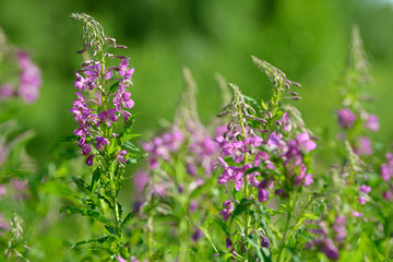 Fototapeta premium Pink flowers of fireweed (Epilobium or Chamerion angustifolium) in bloom. Flowering willow-herb or blooming sally.