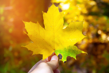Maple leaf