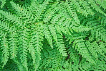 Fototapeta na wymiar Beautiful fern leaves foliage natural floral background. Perfect fern pattern. Beautiful background of young green fern leaves. Color of kale.