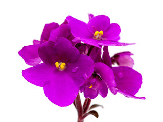 Fototapeta na wymiar purple african violet