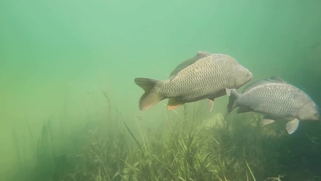 Underwater footage of swimming big Danube carps (Cyprinus carpio). Underwater video in the lake. Diving in fresh water. Beautifull common carp uderwater. Kaprfen in the pond habitat