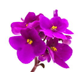 purple african violet